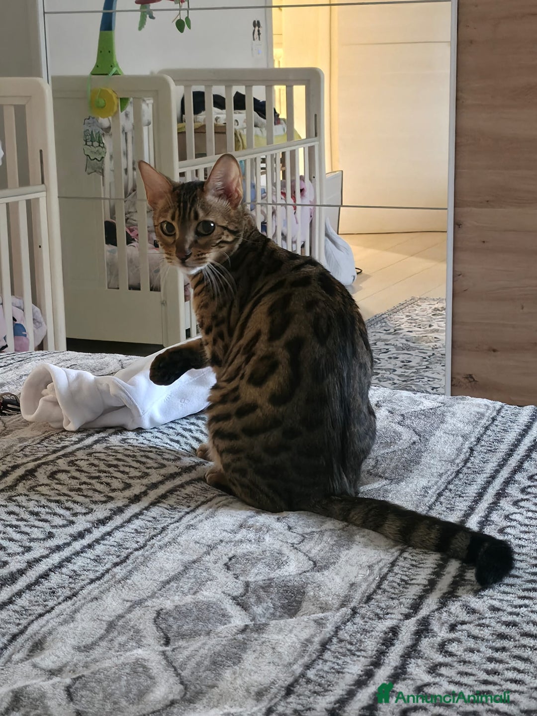 Bengala gatti per accoppiamento: Cercasi gatto per monta - Annuncio 1