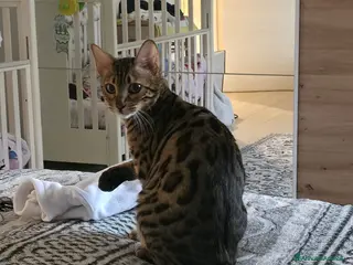 Bengala gatti Cercasi gatto per monta - Annuncio 7