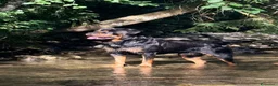 Rottweiler cani per accoppiamento: Splendido Stallone Rottweiler 4 anni a Città metropolitana di Milano - Annuncio 2