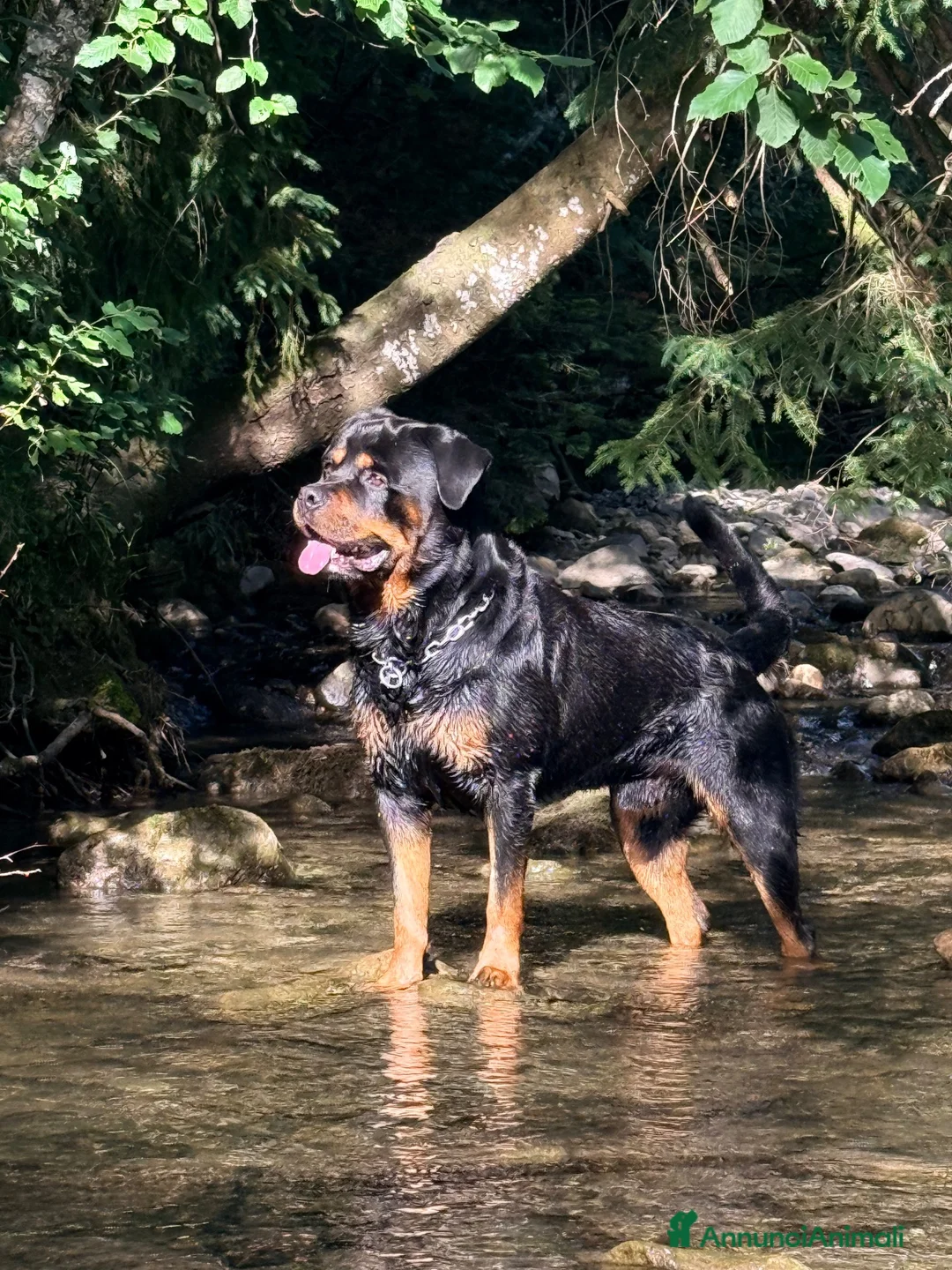 Rottweiler cani per accoppiamento: Splendido Stallone Rottweiler 4 anni a Città metropolitana di Milano - Annuncio 2