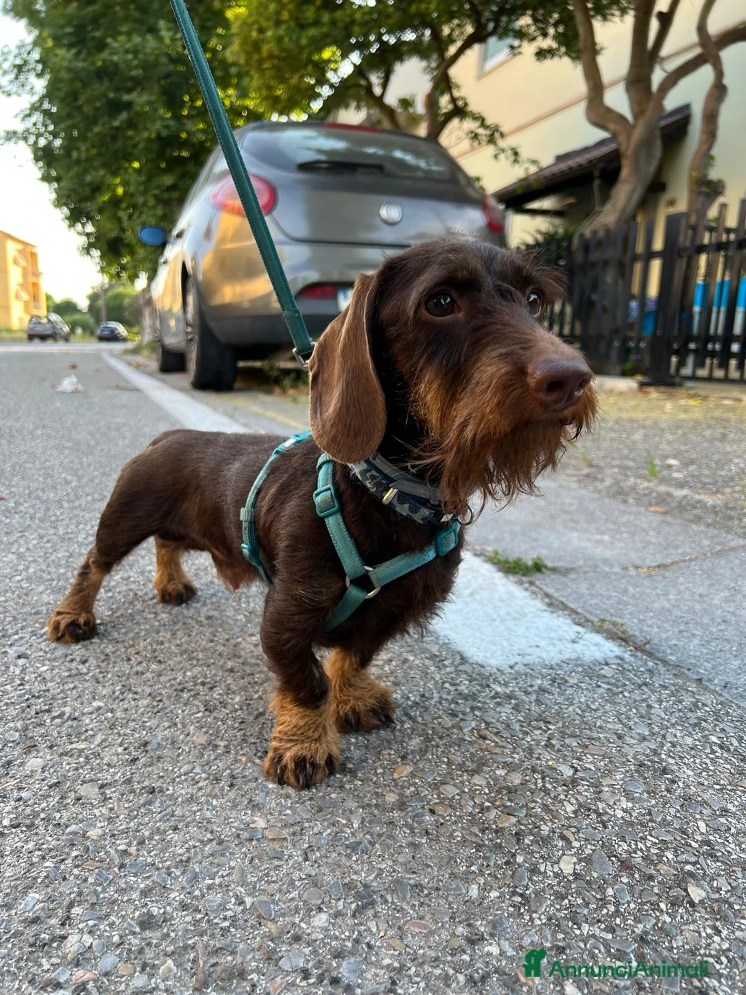 Bassotto cani per accoppiamento: Cercasi monta per bassotto nano a pelo duro a Provincia di Livorno - Annuncio 1