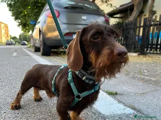 Bassotto cani Cercasi monta per bassotto nano a pelo duro - Annuncio 12