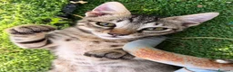 Europeo gatti in regalo: Tigrato 3 mesi - Annuncio 1