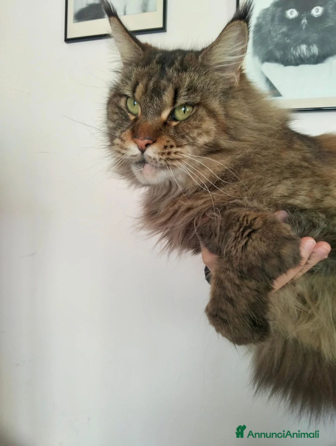 Meticcio gatti in vendita: Gattini incrocio Maine Coon  a Provincia di Trieste - Annuncio 2
