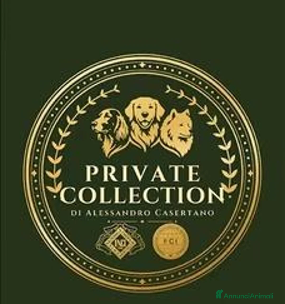 Golden Retriever cani in vendita: Golden Retriever Femmina - Annuncio 6