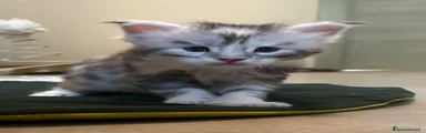 Maine Coon Gattino 5