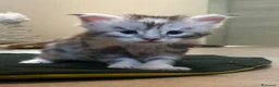 Maine Coon gatti in vendita: Maine coon con pedigree  - Annuncio 4