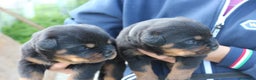 Rottweiler cani in vendita: Meravigliosi cuccioli disponibili - Annuncio 2