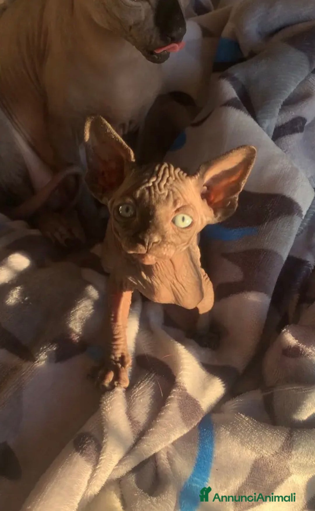 Sphynx gatti in vendita: Cuccioli di Canadian Sphynx con pedigree - Annuncio 2