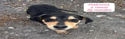 Meticcio cani in regalo: Cuccioli invisibili da salvare  a Provincia di Pistoia - Annuncio 7
