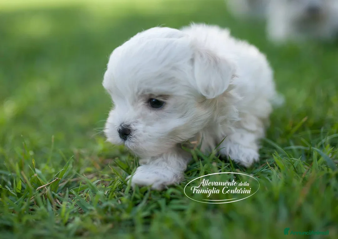 Maltese cani in vendita: CUCCIOLI MALTESI MINI - Annuncio 1
