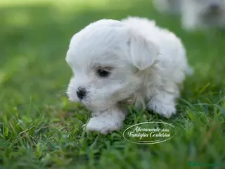 Maltese cani CUCCIOLI MALTESI MINI - Annuncio 3