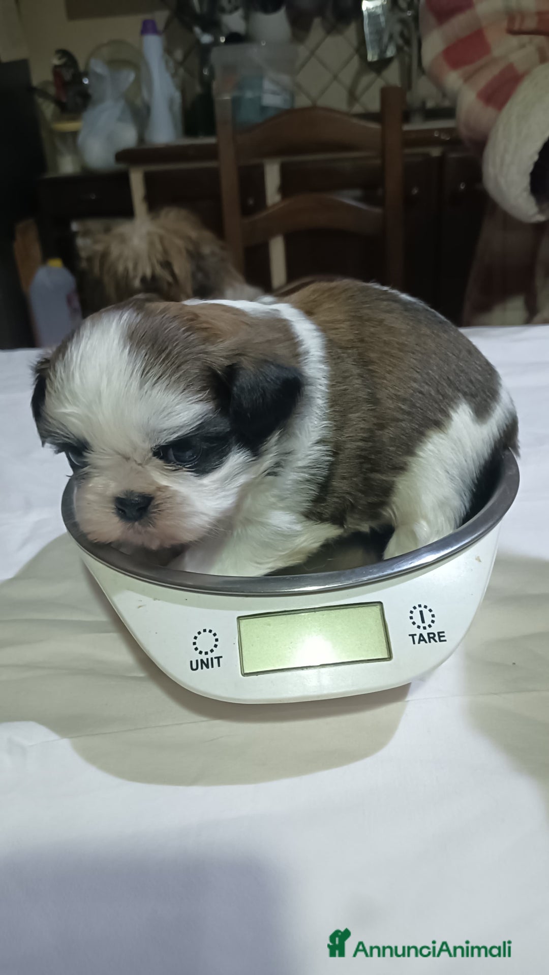 Shih Tzu cani in vendita: Cuccioli di shitzu  - Annuncio 3