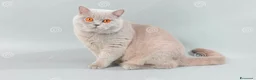 British gatti in vendita: British Shorthair Lilac 4 anni - Annuncio 1