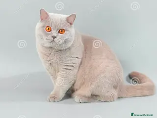British gatti British Shorthair Lilac 4 anni - Annuncio 5
