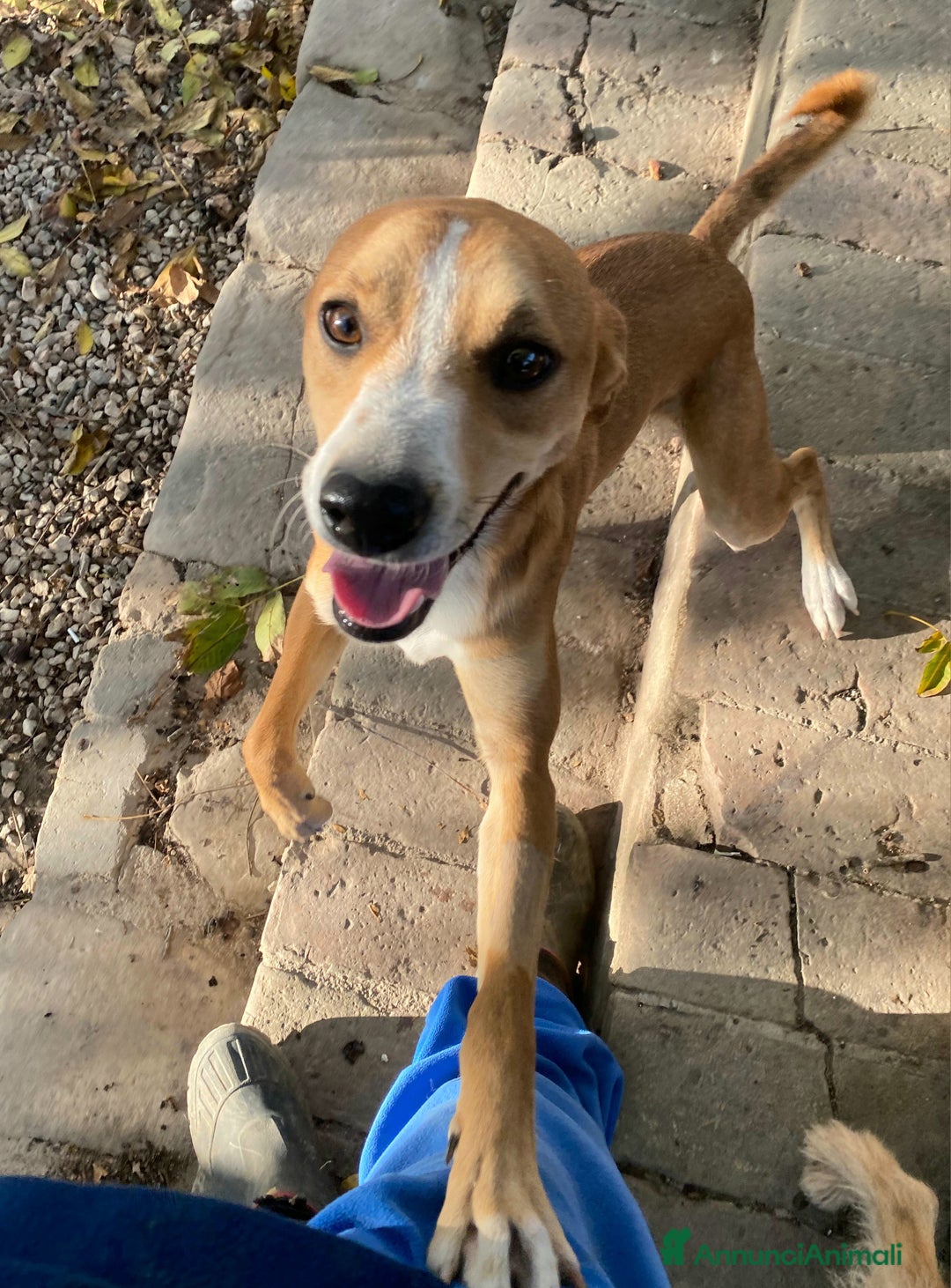 Meticcio cani in regalo: Anacleto 7 mesi taglia media piccola  - Annuncio 1