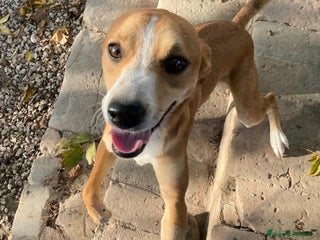 Meticcio cani Anacleto 7 mesi taglia media piccola - Annuncio 12