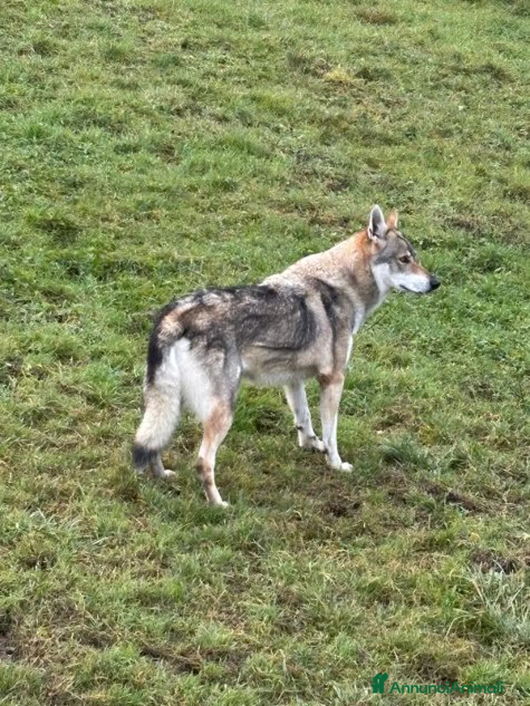 Lupo Cecoslovacco cani in regalo: DIANA splendida solo per esperti - Annuncio 7