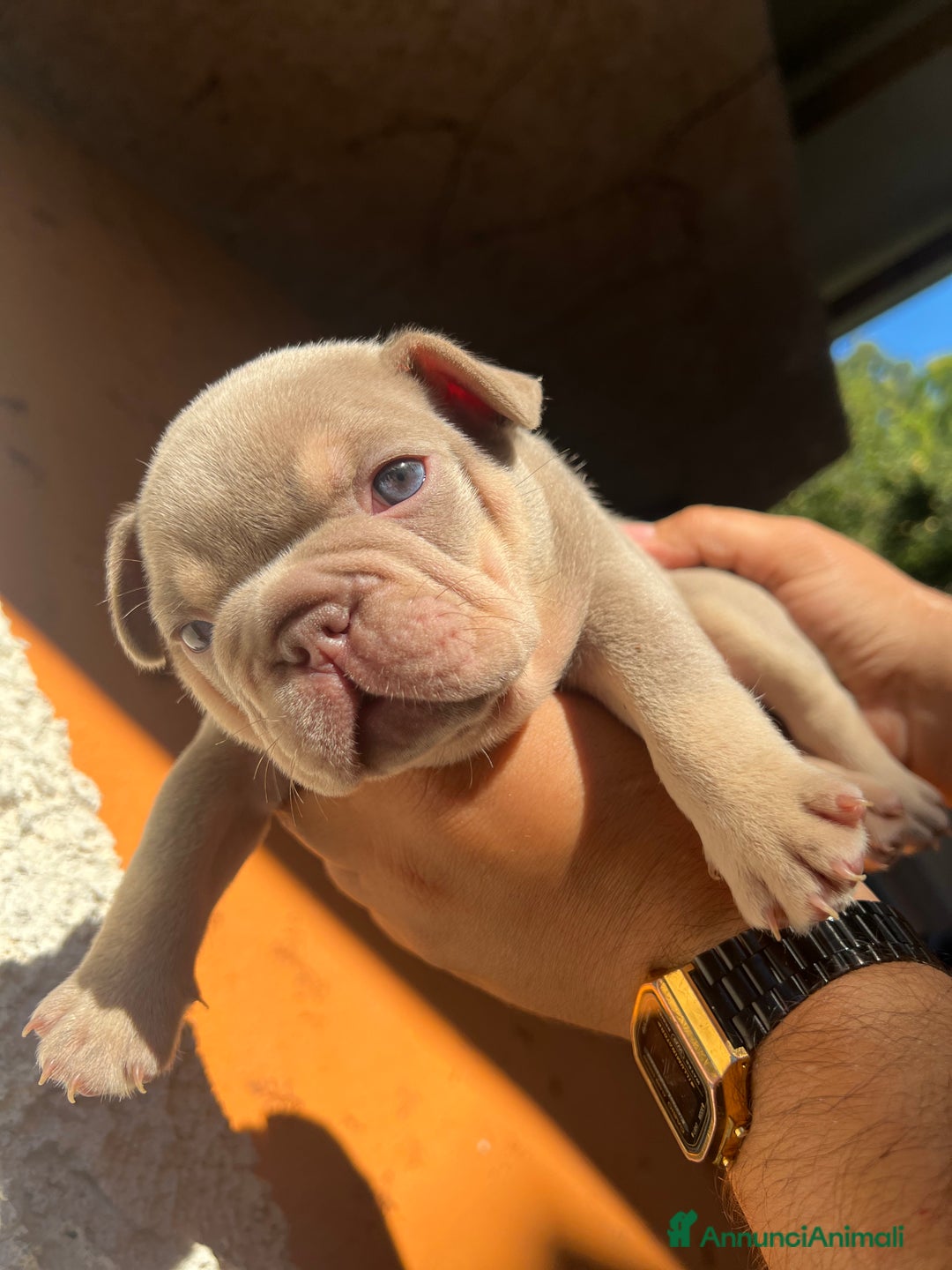 Bulldog Francese cani in vendita: Bulldog francese  a Città metropolitana di Palermo - Immagine 3