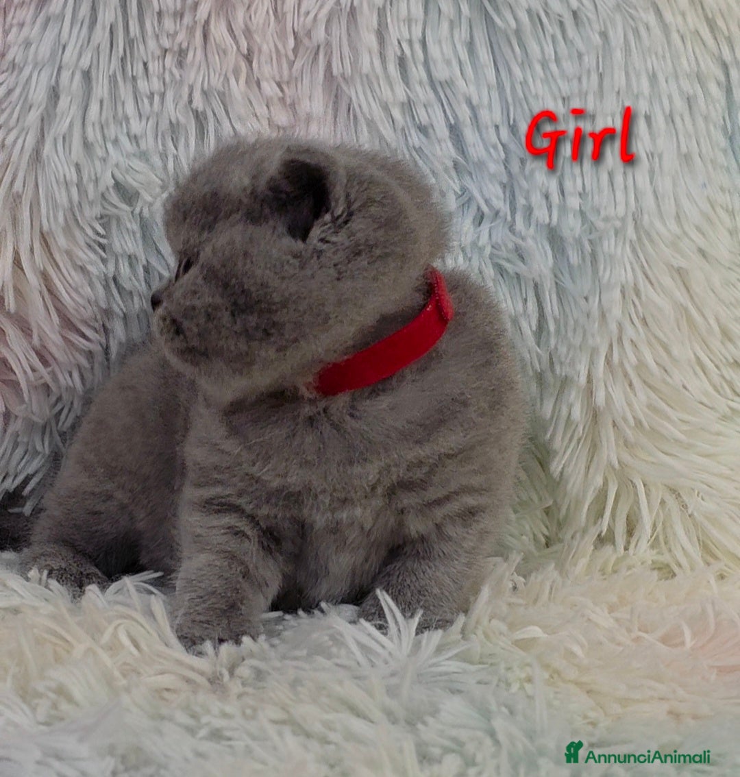 British gatti in vendita: Cucciole British shorthair  - Annuncio 15