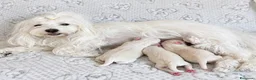 Maltese cani in vendita: Cuccioli di Maltese a Provincia di Imperia - Annuncio 2