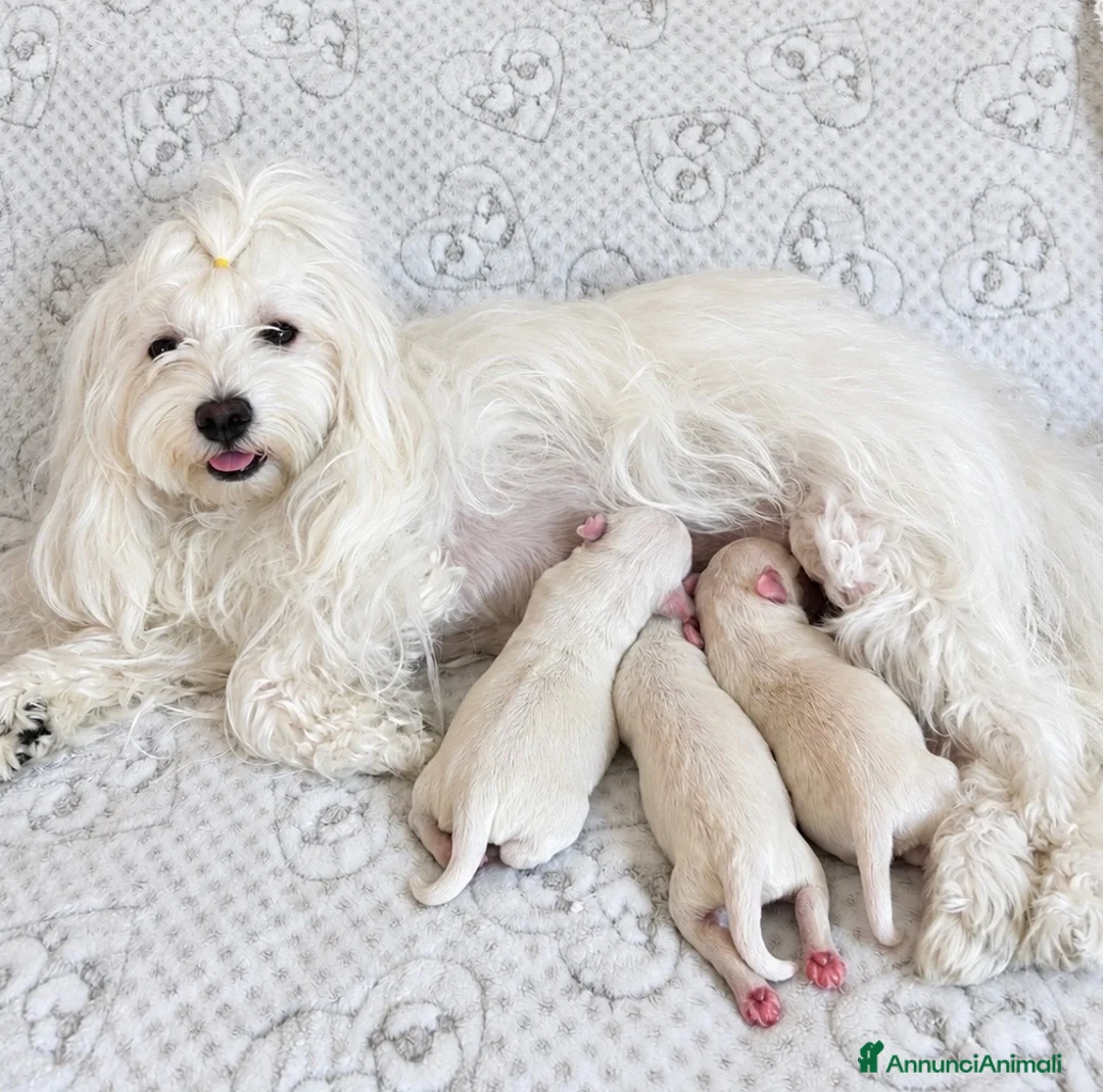 Maltese cani in vendita: Cuccioli di Maltese a Provincia di Imperia - Annuncio 2