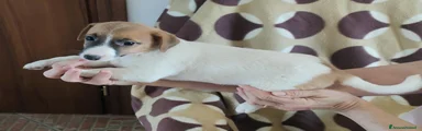 Jack Russell 6