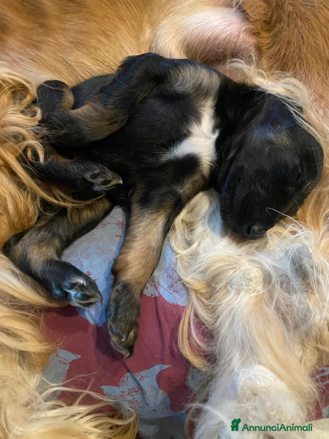 Levriero cani in vendita: LEVRIERO AFGANO BELLISSIMI CUCCIOLI - Annuncio 22