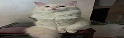 Siberiano gatti in vendita: Cuccioli siberiani neva  - Annuncio 4