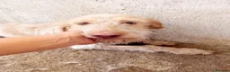 Meticcio cani in regalo: Lulù, 10 kg di dolcezza - Annuncio 4