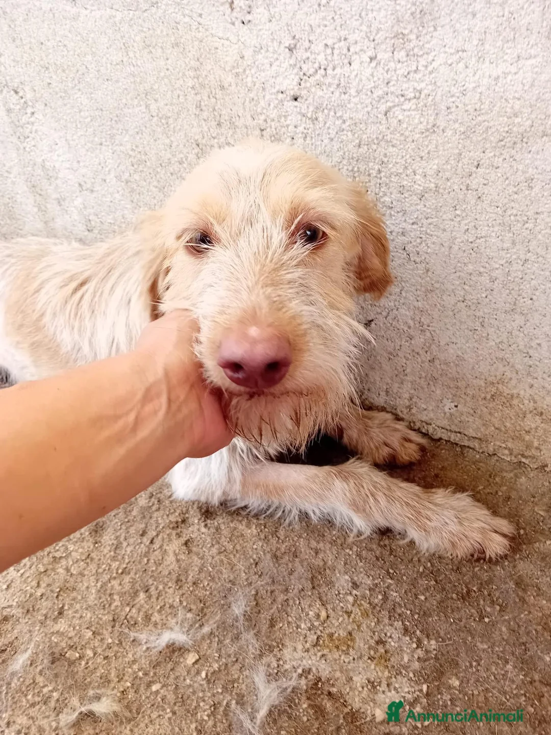 Meticcio cani in regalo: Lulù, 10 kg di dolcezza - Annuncio 4