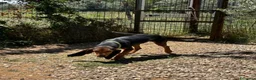 Segugio Svizzero cani in regalo: Luna Segugia del Giura - Annuncio 4