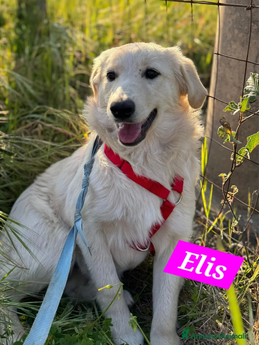 Meticcio cani in vendita: Lupin/Elisabetta 5mesi mix Golden. SICILIA010 - Annuncio 11