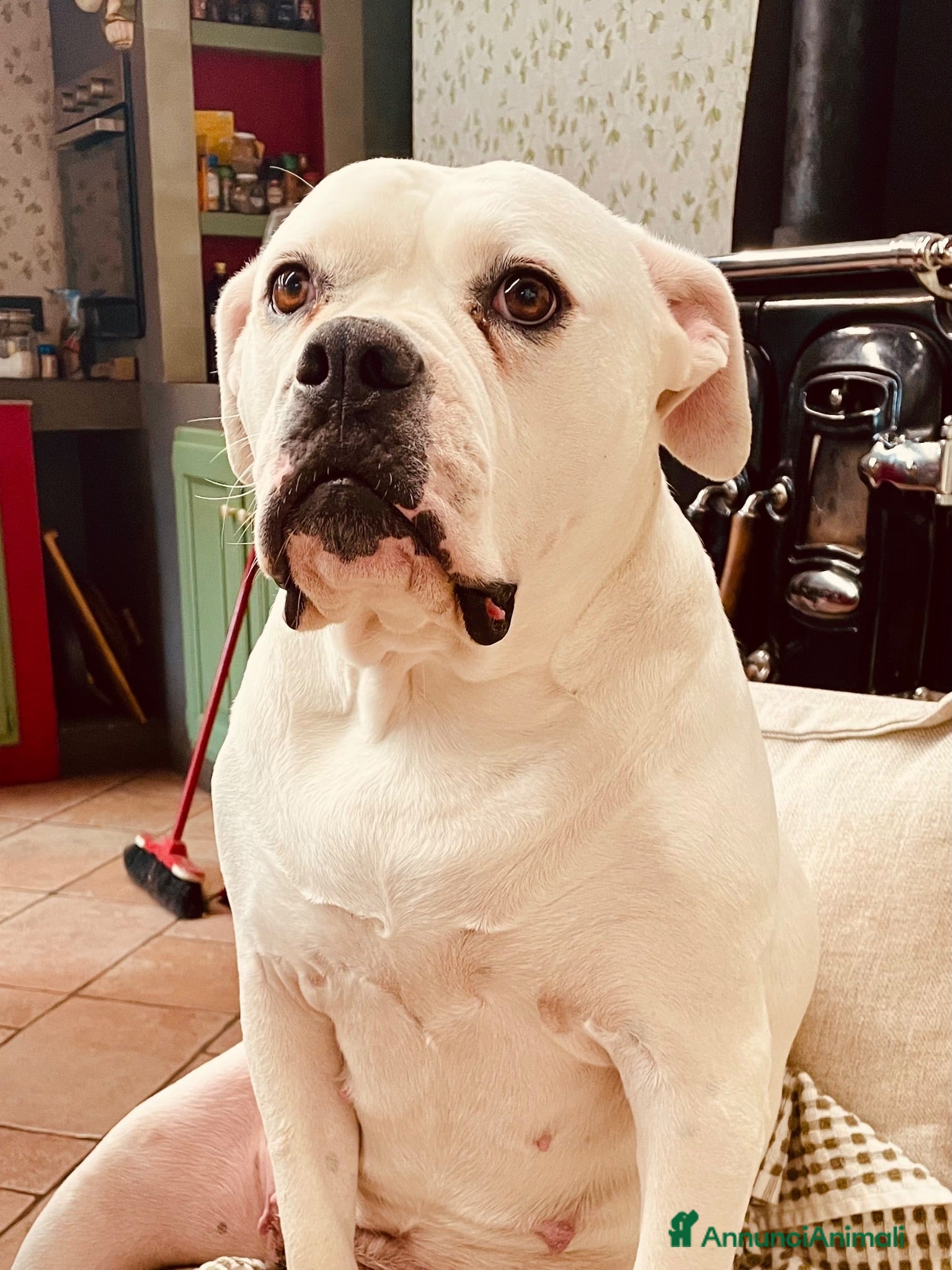Bulldog cani American Buldog - Annuncio 1