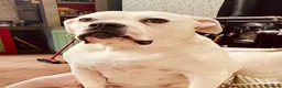 Bulldog cani in vendita: American Buldog - Annuncio 1
