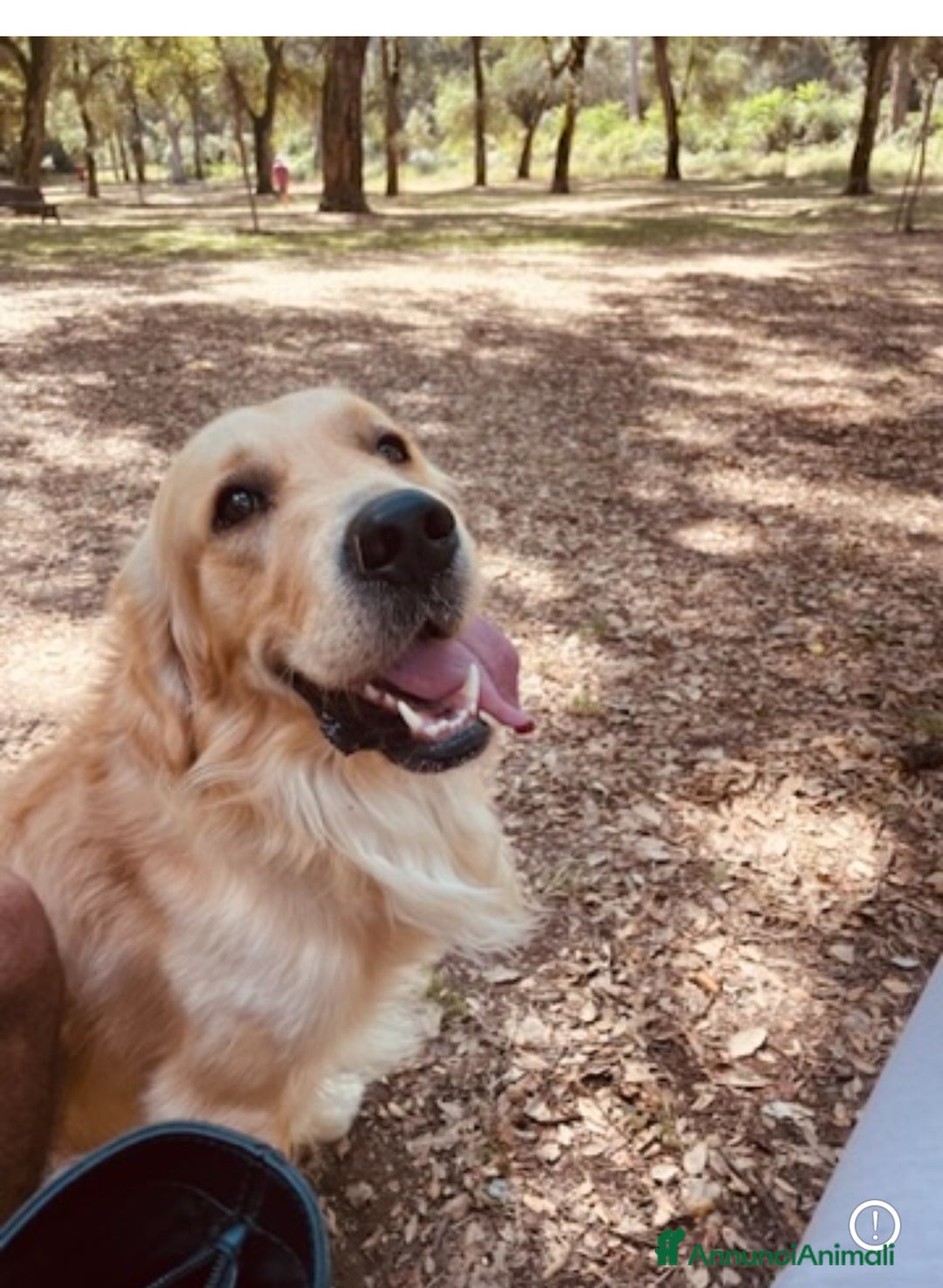 Golden Retriever cani in vendita: Golden retraiver a Città metropolitana di Roma Capitale - Immagine 6