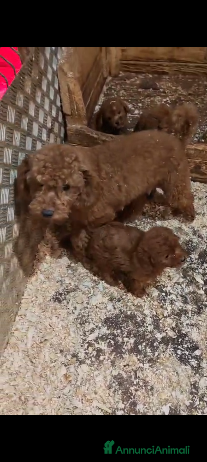 Barboncino cani Magnifica cucciolata barboncini nani Red - Annuncio 12