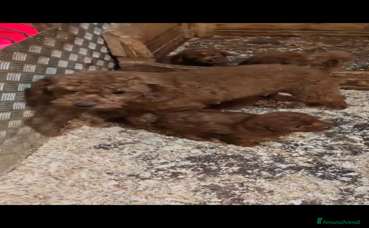 Barboncino cani Magnifica cucciolata barboncini nani Red - Annuncio 2