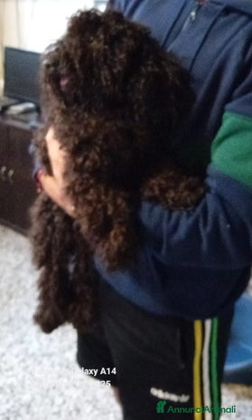 Barboncino cani - Annuncio 11