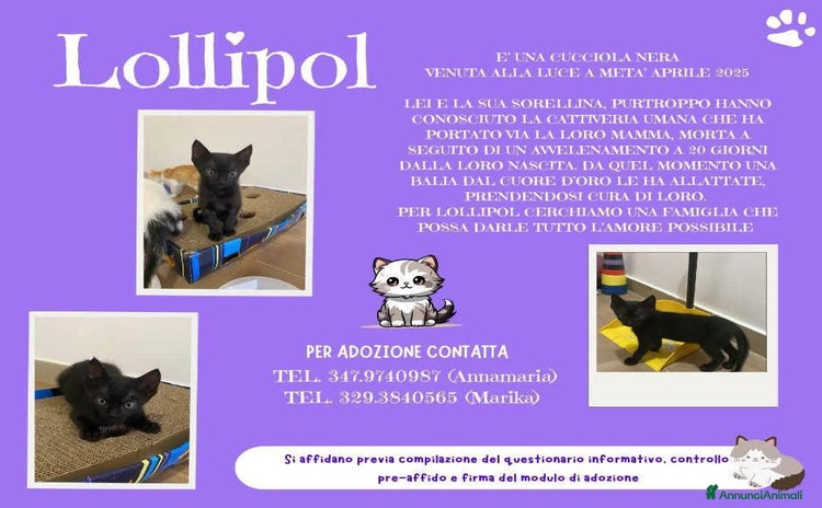 Europeo gatti a Lecco - Annuncio 9