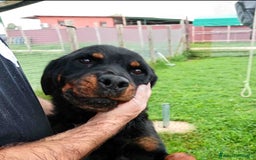 Rottweiler cani in regalo: AMBETA, una rottweiler per amica a Provincia di Latina - Immagine 5