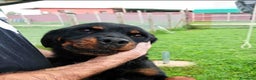 Rottweiler cani in regalo: AMBETA, una rottweiler per amica a Provincia di Latina - Annuncio 5