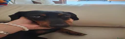 Bassotto Nano cani per accoppiamento: Cerco accoppiamento bossotta a Provincia di Perugia - Annuncio 2