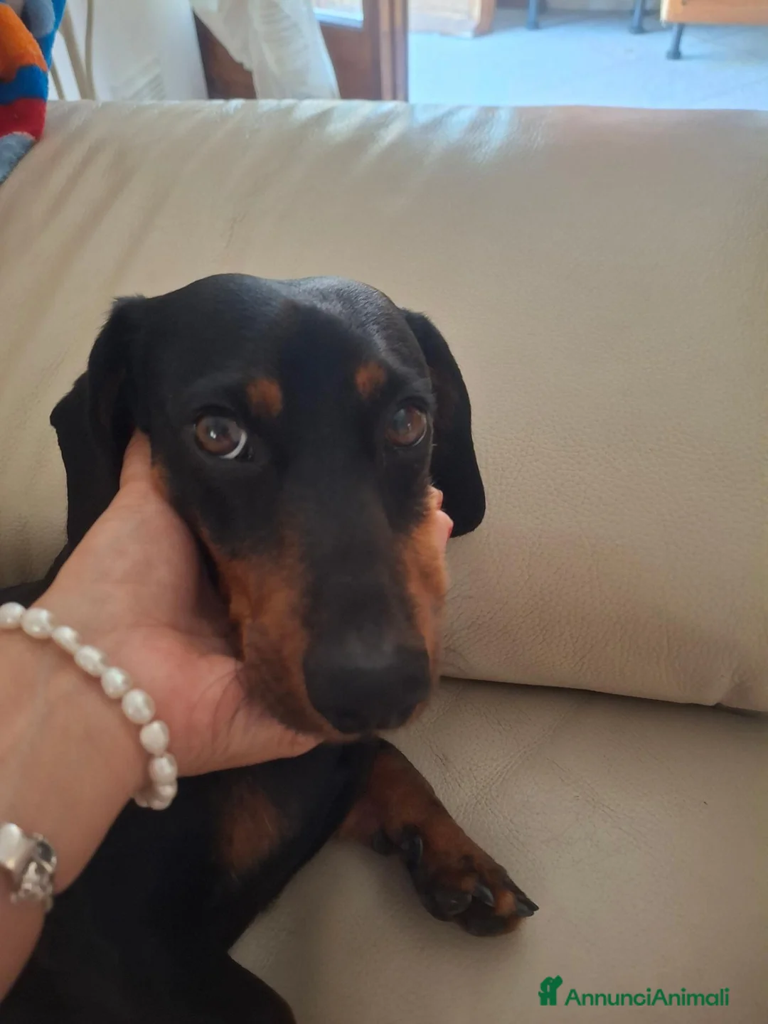Bassotto Nano cani per accoppiamento: Cerco accoppiamento bossotta a Provincia di Perugia - Annuncio 2