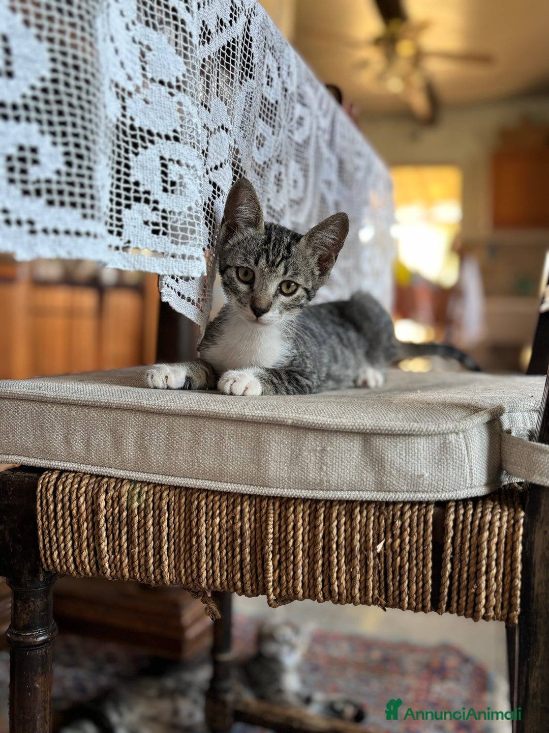 Altre razze gatti in vendita: 7 allegri batuffoli in cerca di casa a Province of Brescia - Immagine 28