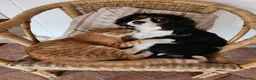 Cavalier King cani in vendita: Cuccioli cavalier king con pedigree enci - Annuncio 2