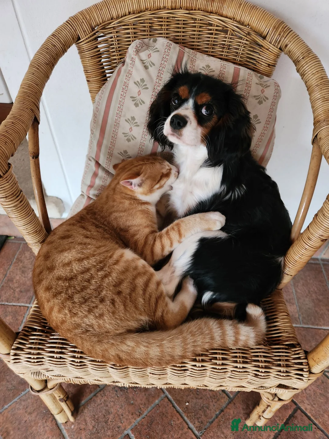 Cavalier King cani in vendita: Cuccioli cavalier king con pedigree enci - Annuncio 2