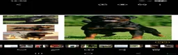 Rottweiler cani in vendita: Disponibili cuccioli rottweiler - Annuncio 24