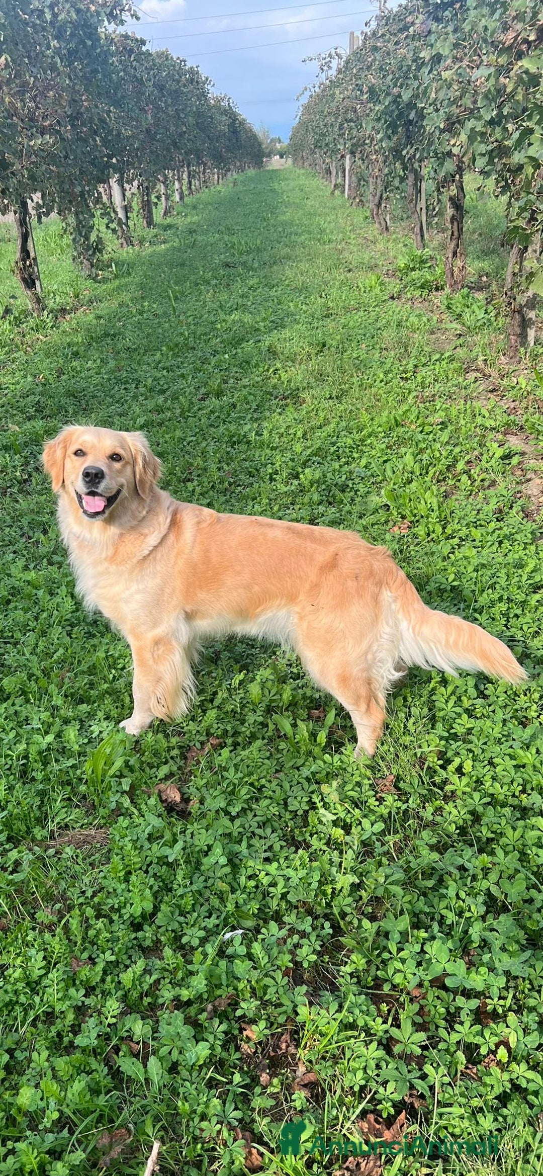 Golden Retriever cani in vendita: Cuccioli di Golden Retriever Angloamericani - Annuncio 2