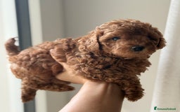 Barboncino cani in vendita: Barboncino piccolo nanetto  - Immagine 2